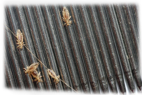 Picture photo of lice louse comb